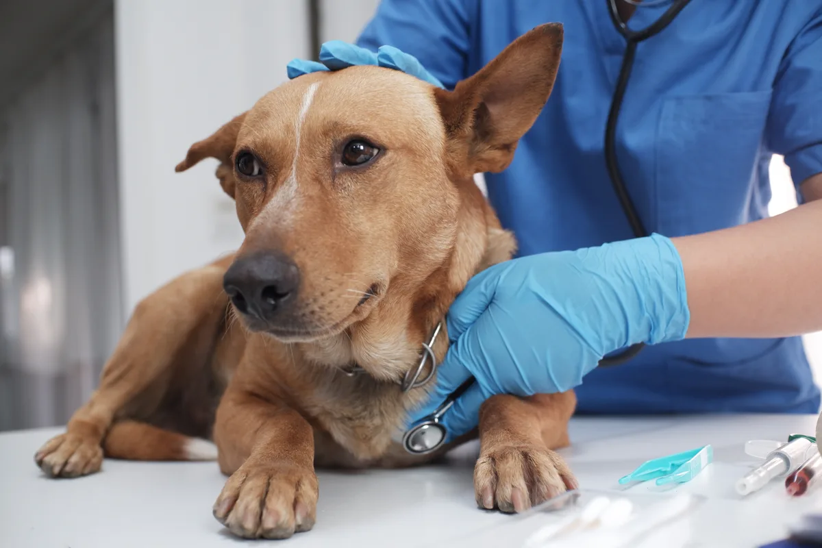 Veterinarian examining a dog at a vet clinic